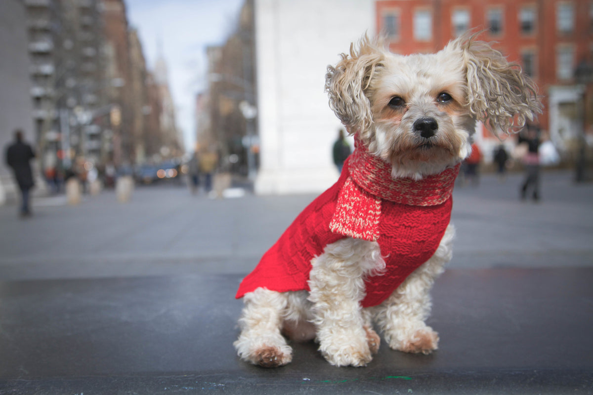 Dogo sales dog sweaters