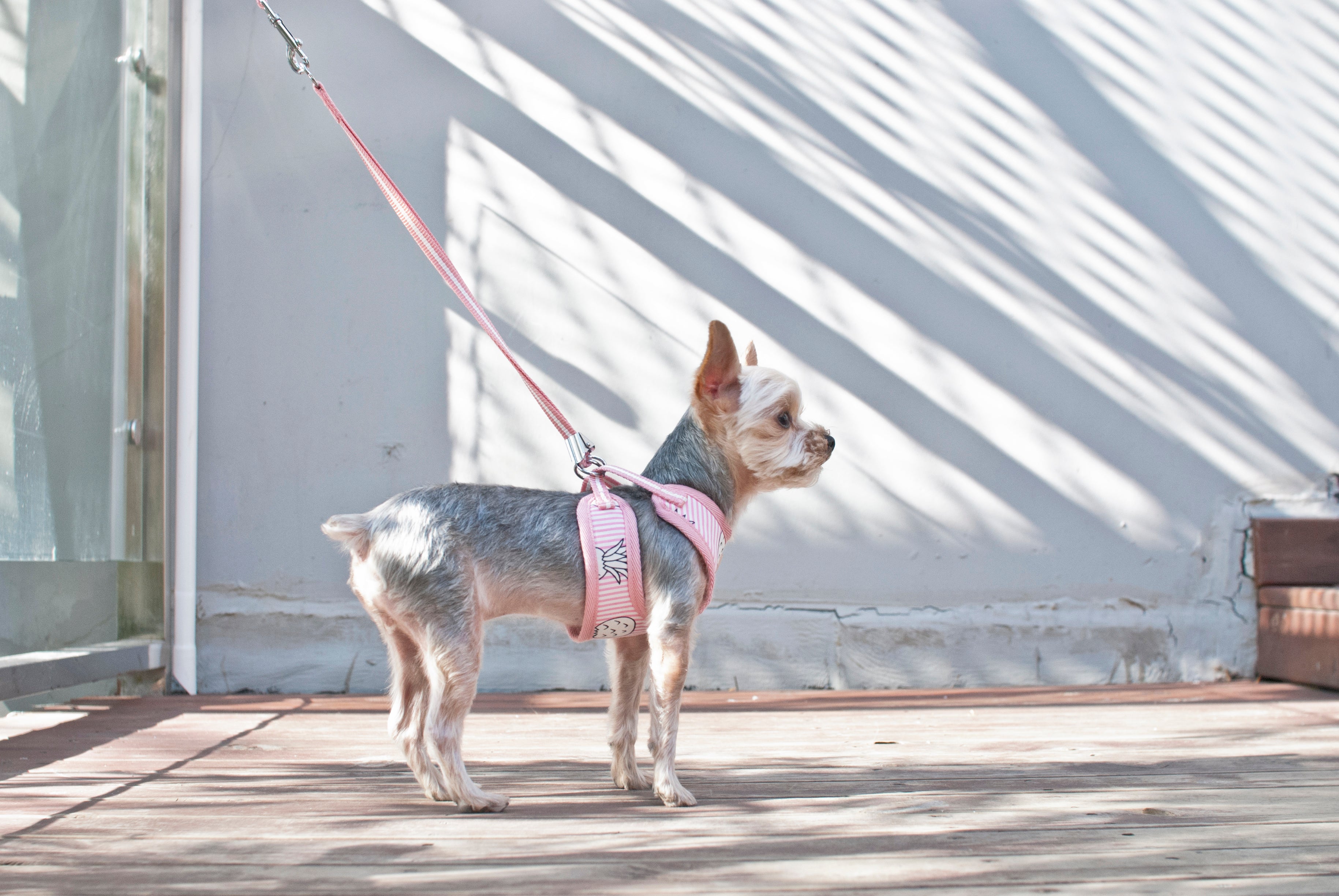 Collar + Harnesses + Lead