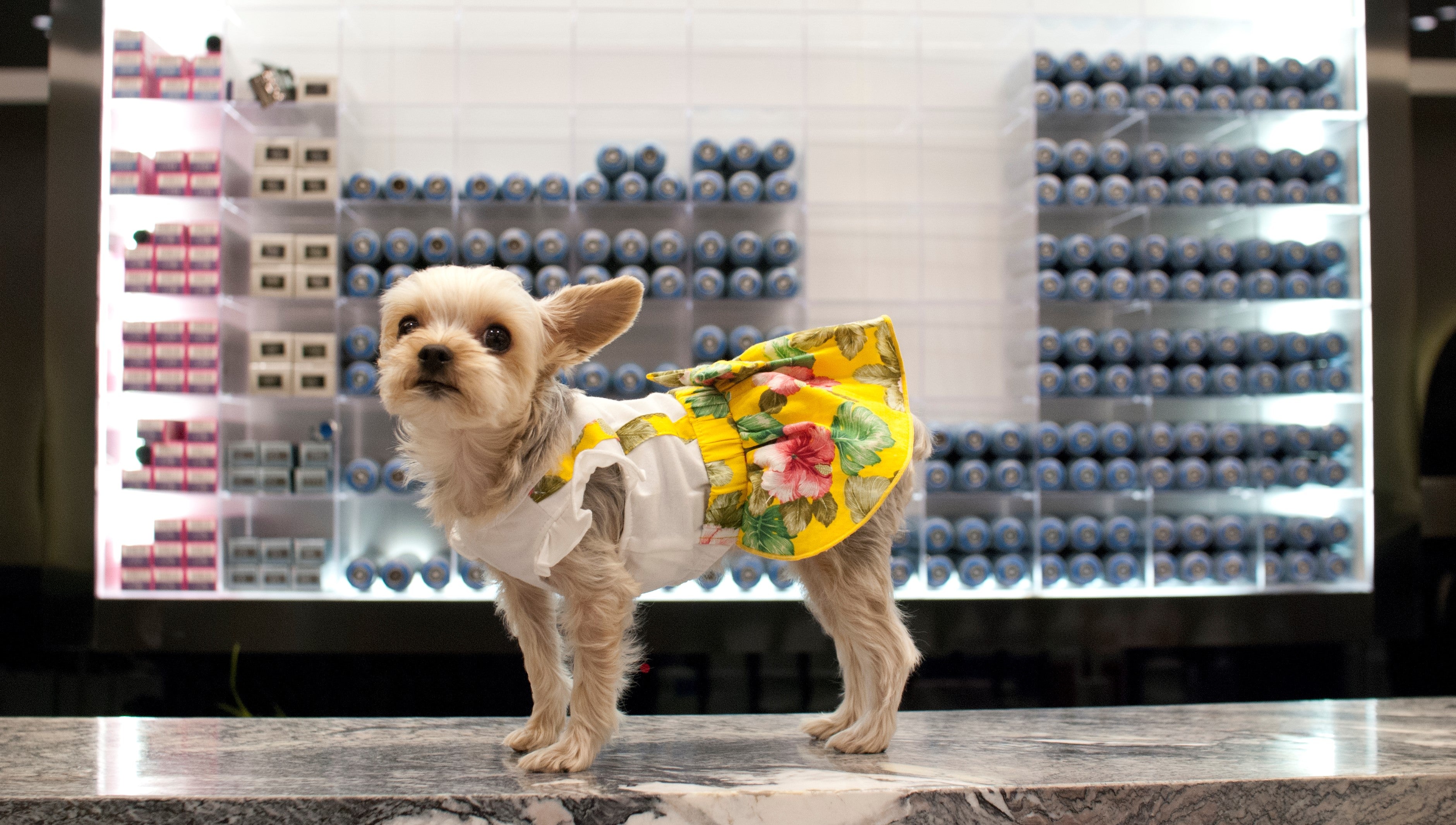 Dresses DogoPet.com Dresses DogoPet.com